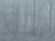 Skog Misty Blue Mural